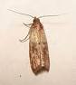 Indian Meal Moth